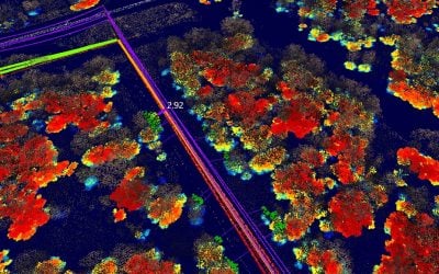 Vegetation Management